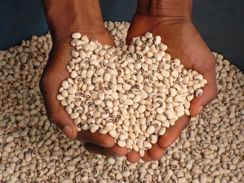 PRODUCTORES SE CAPACITAN EN NUEVAS TECNOLOGÍAS DE SEMILLA DE FRIJOL CAUPÍ