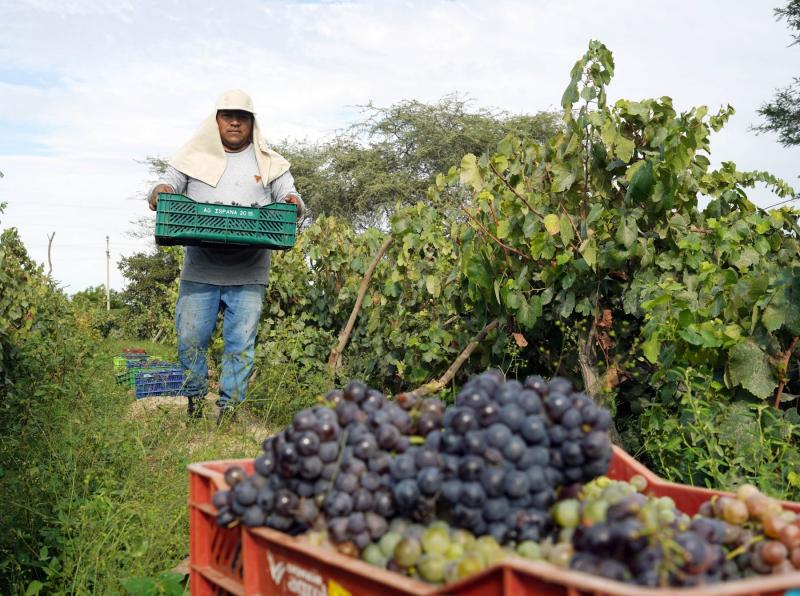 Productores vitivinícolas de Ica adelantan un mes la cosecha de uva por la ola de calor