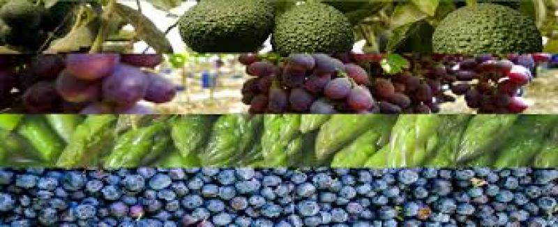 Productos peruanos con mayor potencial para ingresar a Australia son paltas, espárragos, uvas de mesa, arándanos y mandarinas