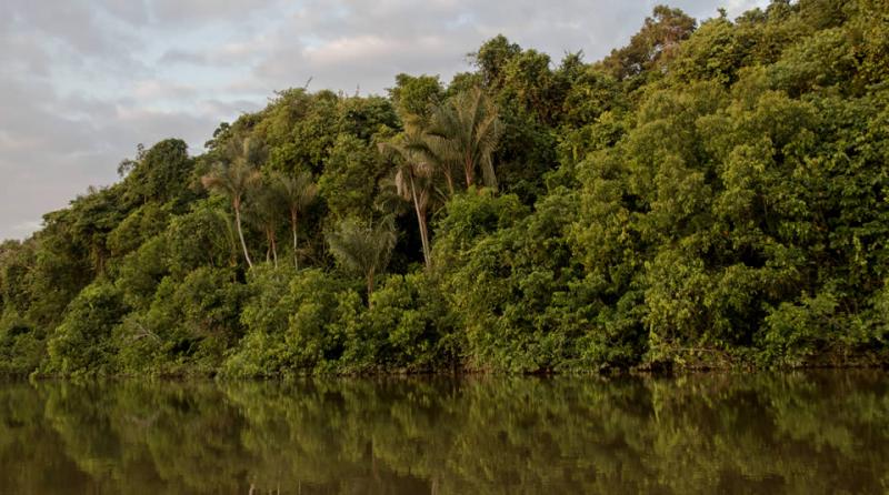 Programa de Conservación de Bosques benefició a más de 170 comunidades nativas en 9 regiones de la Amazonía durante el 2017
