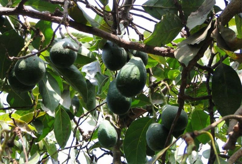 PROMANGO INSTALARÁ 400 PLANTAS DE PALTA ¨MALUMA¨