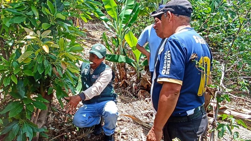 Promoverán investigaciones para conservar la calidad genética de la papa nativa en Huánuco