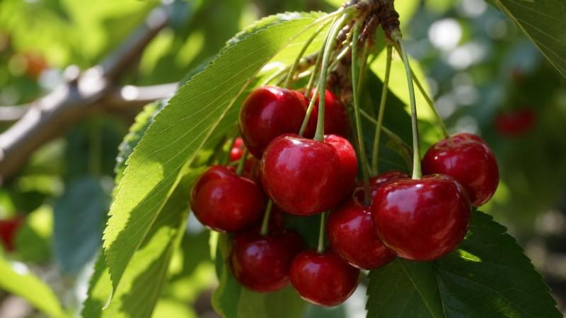Promperú perfila la estrategia para llevar la cereza peruana, el nuevo “oro rojo”, a mercados de Asia
