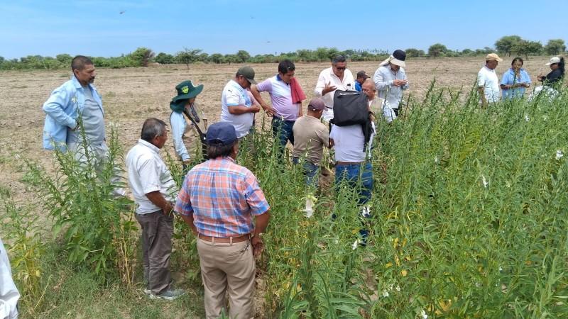 Promueven siembra de ajonjolí como cultivo alternativo en Piura