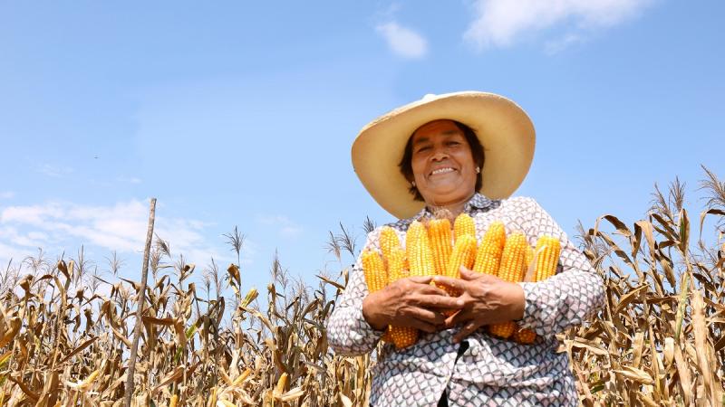 Promueven siembra de maíz INIA 619 Megahíbrido en Tambogrande