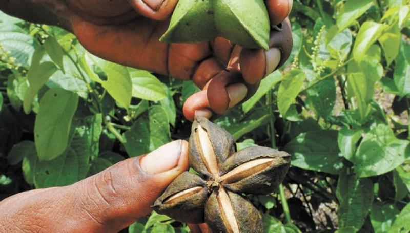 Protocolo de Nagoya y Reglamento Europeo de Novel Foods, ¿dos obstáculos para el desarrollo de la industria de productos naturales?