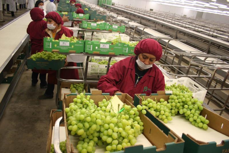 Provid: Exportaciones de uva de mesa crecieron en volumen 17% en la campaña 2020/2021