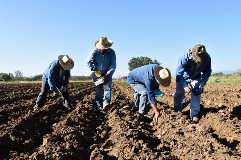 Proyecciones de siembras para la campaña agrícola 2025/2026, experimentarían alza de 5,4%