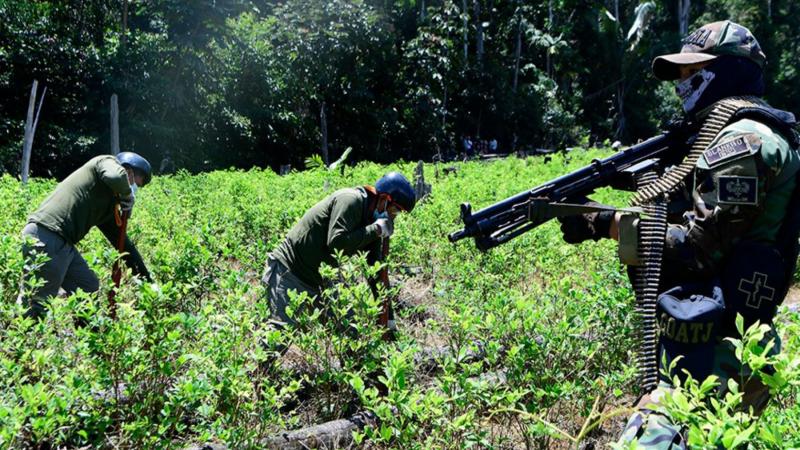 Proyecto Corah erradicó más de 450.000 hectáreas de cultivos ilegales de hoja de coca