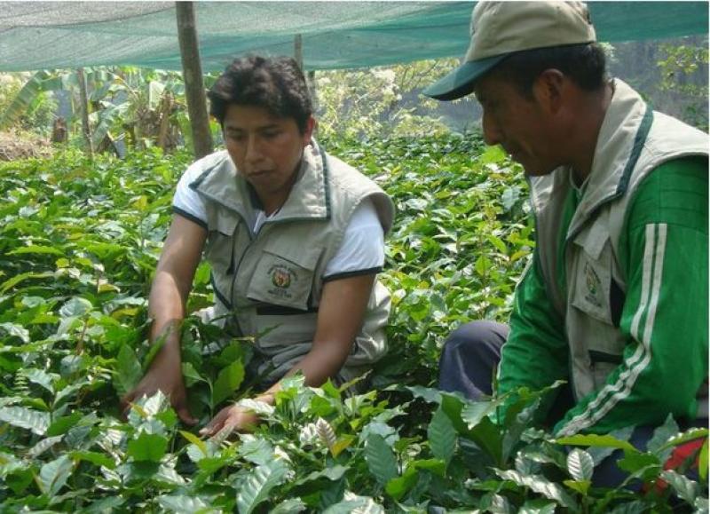 PUNO: DEVIDA INSTALA MÁS DE 250 HECTÁREAS DE CAFÉ