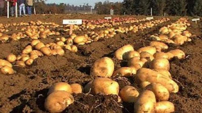 PUNO SEMBRARÍA MÁS DE 150 MIL HAS DE CULTIVOS TRANSITORIOS