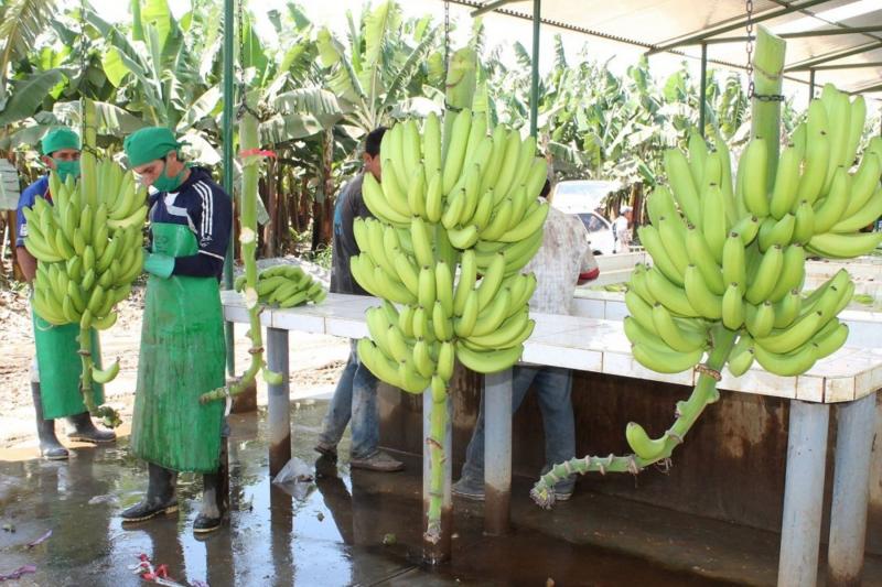 Qali Warma y Municipalidad de La Matanza entregan banano orgánico a escolares