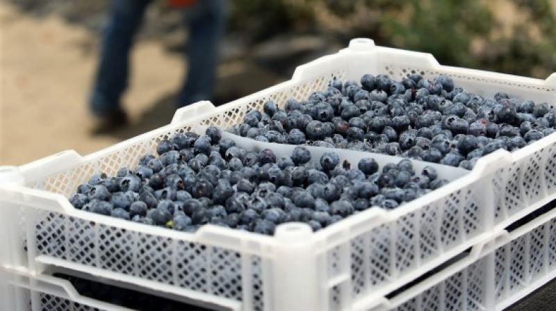 ¿Qué productos vegetales peruanos ya se exportan al continente asiático?