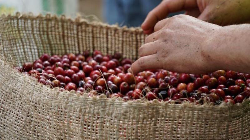 ¿Qué sigue ahora después de los altos precios del café?