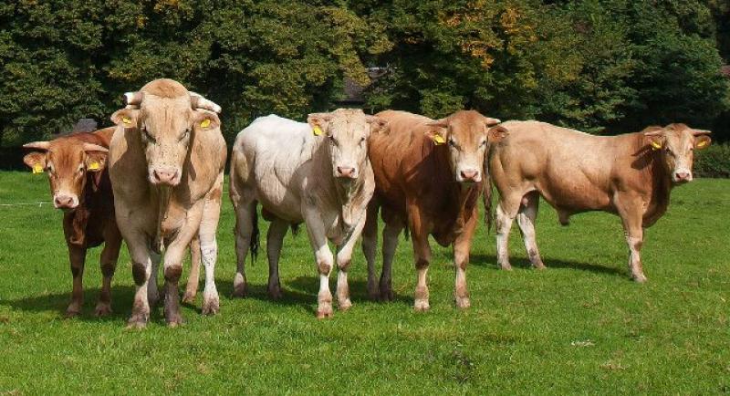 REALIZARÁN EL XXXI CONCURSO DE GANADO VACUNO ENGORDADO