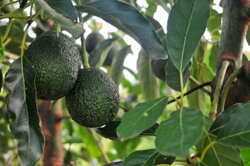 Reconocen una nueva variedad de aguacate en Brasil