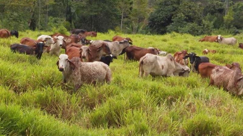REFORMULAN ESTRATEGIA DE MANEJO GANADERO EN SAN MARTÍN