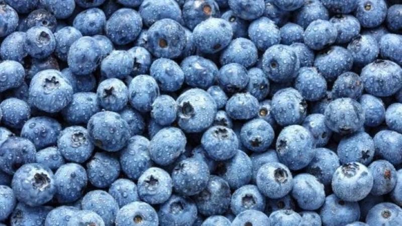 Región Lima exportó 21.937 toneladas de arándanos frescos para la campaña 2025/2026