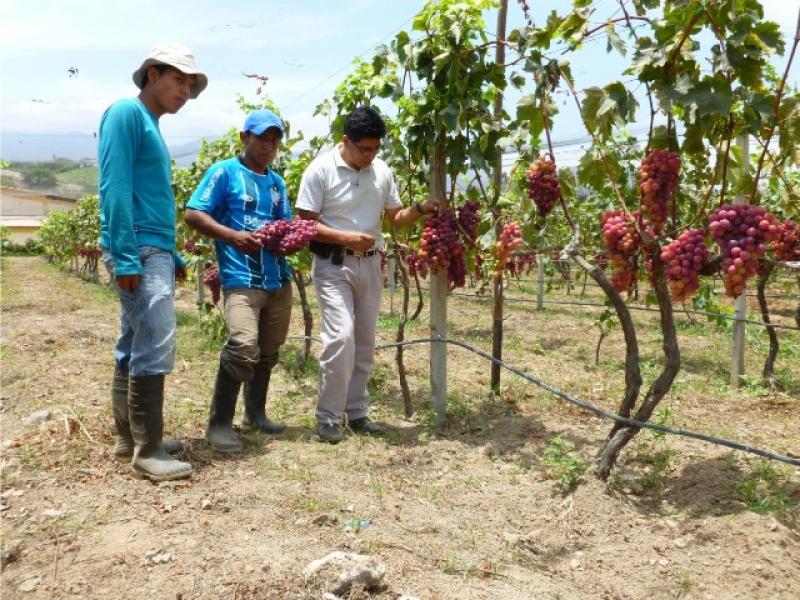 REGIÓN TACNA INSTALÓ SIETE PARCELAS DEMOSTRATIVAS PARA PRODUCCIÓN DE VID 