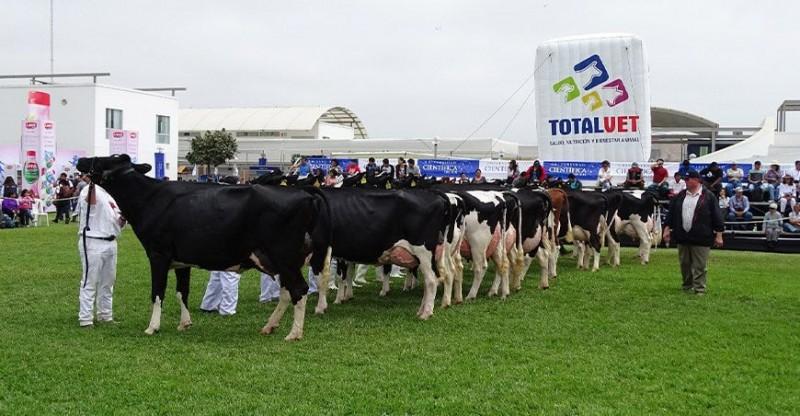 Regresa la Feria Nacional de Ganado Lechero a La Molina