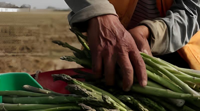 Replantear la Ley de promoción agraria