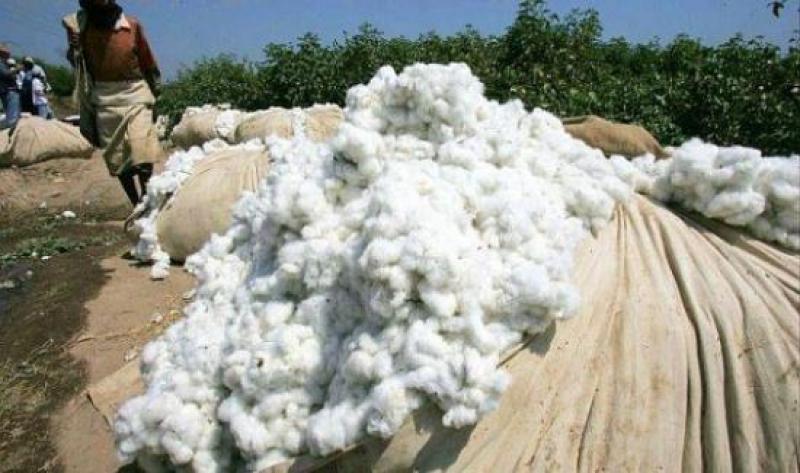 Requisitos fitosanitarios: cómo importar algodón mexicano libre de Anthonomus grandis