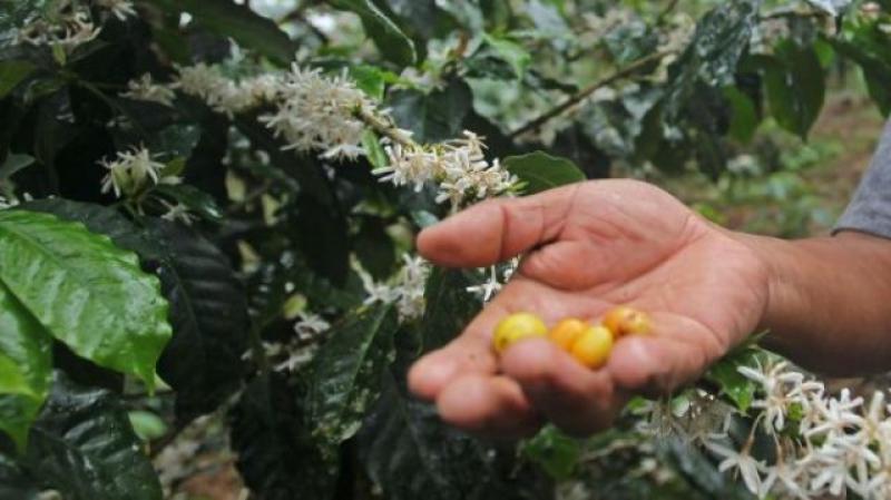 Retoman trabajos para titulación de predios rurales en Perené