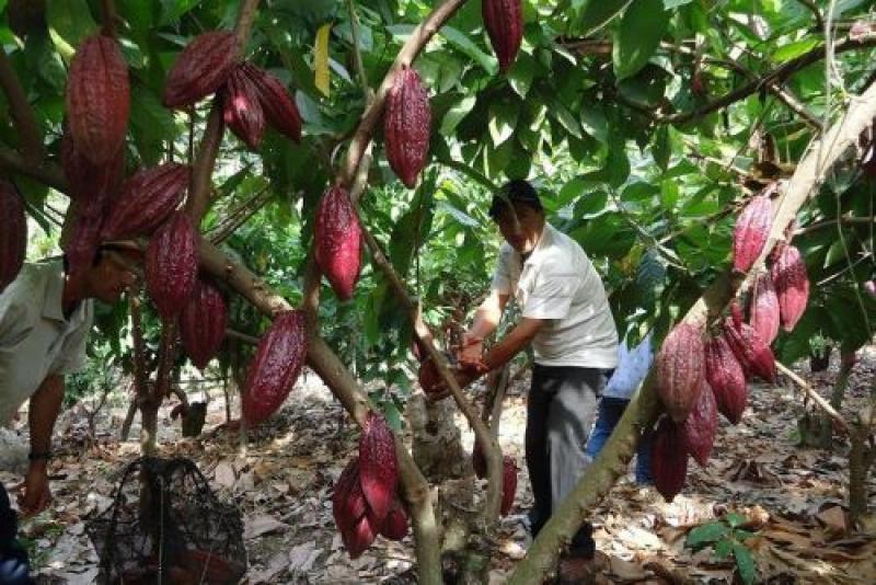 San Martín desarrollará proyecto para mejorar producción y competitividad de productores de cacao