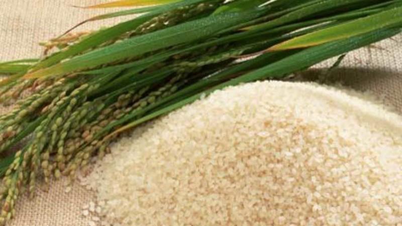 San Martín: Productor vende al Estado S/ 1.7 M en arroz y cuadruplica valor de su cosecha