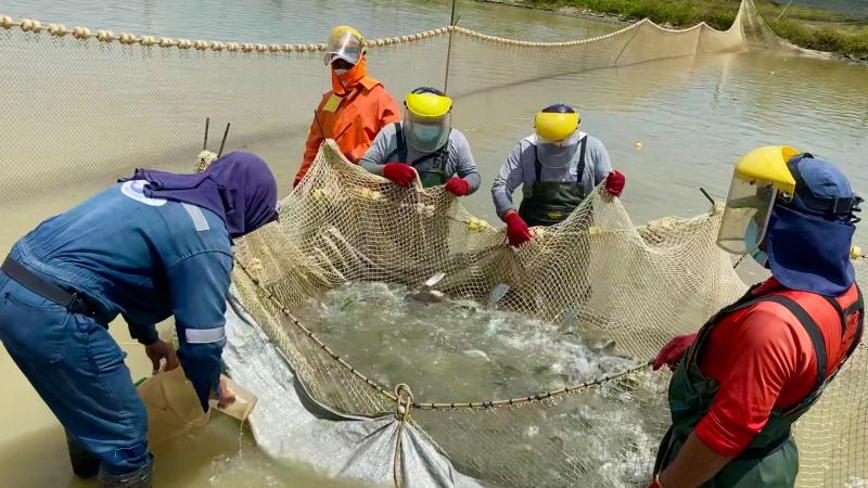 Sanipes otorgó 222 habilitaciones sanitarias a centros de producción acuícola en el primer trimestre del 2024