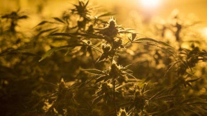 Scotiabank: Sector de marihuana es real y hay dinero que ganar