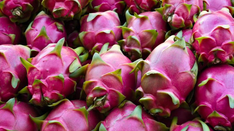 Se debe tener cuidado con las expectativas comerciales de la pitahaya