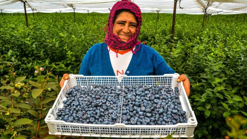 Se encamina la apertura del mercado dominicano para el arándano peruano