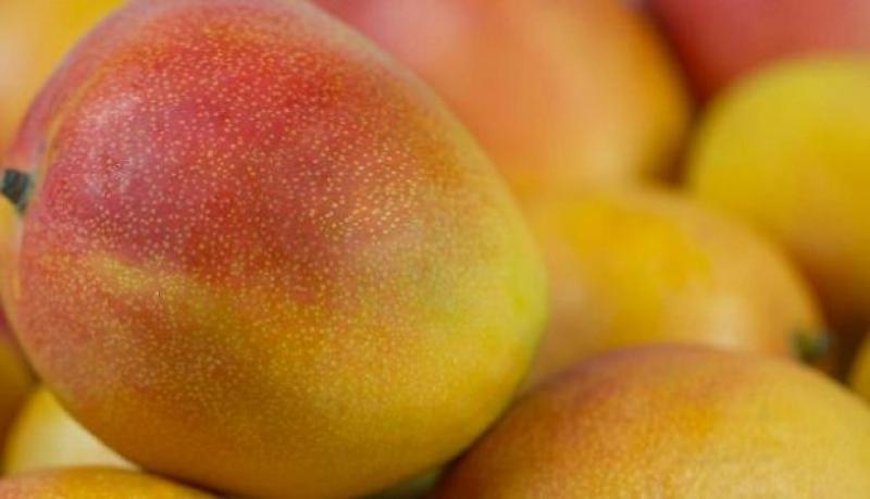 Se prevé reducir en 20% la exportación de mango peruano