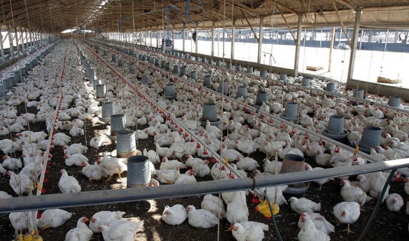 Se viene el Congreso de Avicultura AVEM 2025 en Lima