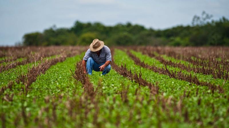Sector agrario crecería 4.5% este año