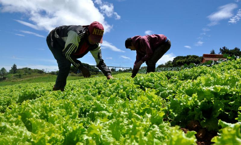 Sector agropecuario se expandió 7.20% en octubre de 2018