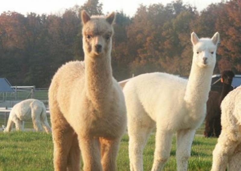 SEGURO ALPAQUERO SE LANZARÍA A FINALES DE MAYO 2014