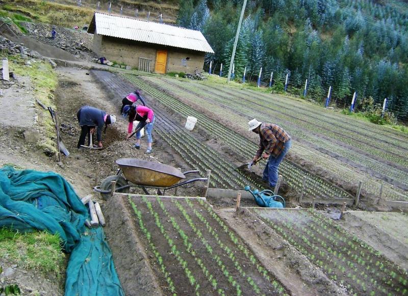 Sembrarán 10 mil platones de pino y otras especies forestales maderables en Cajamarca