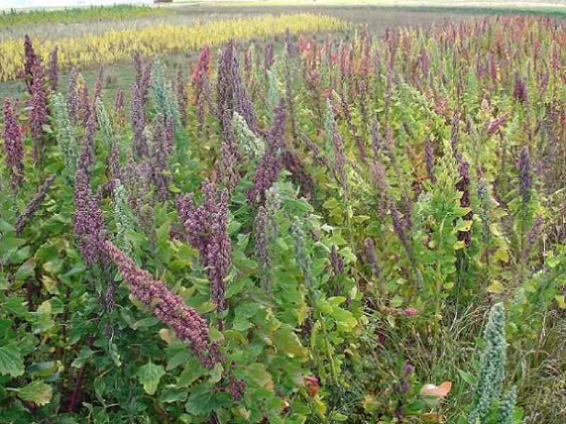 SEMBRARÍAN 600 HECTÁREAS DE QUINUA 