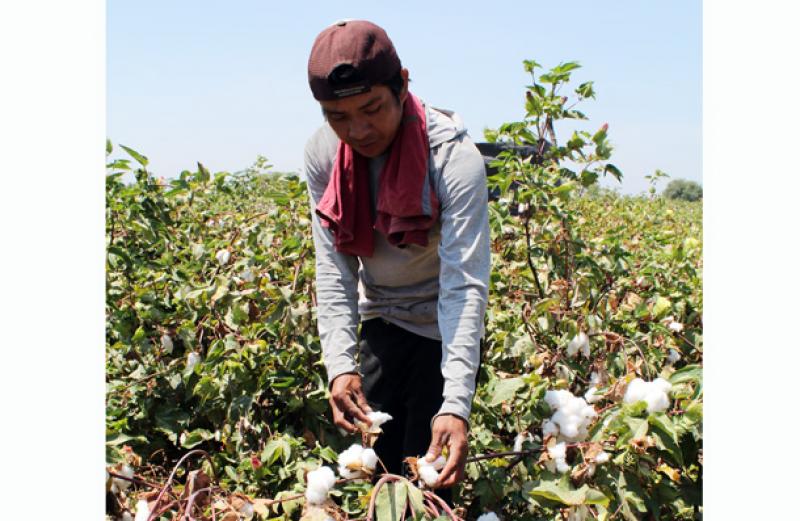 Sembrarían tres mil hectáreas de algodón en Piura