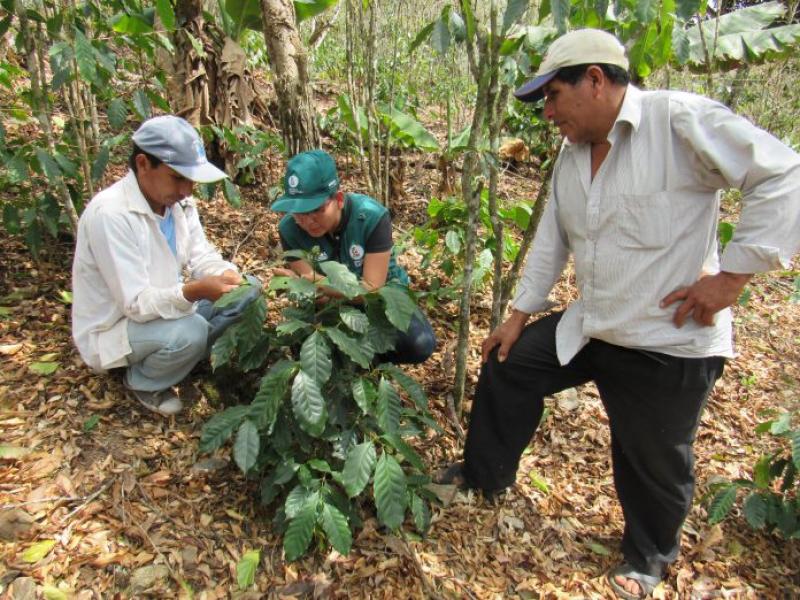 Senasa atendió más de mil hectáreas de café ante presencia de plagas