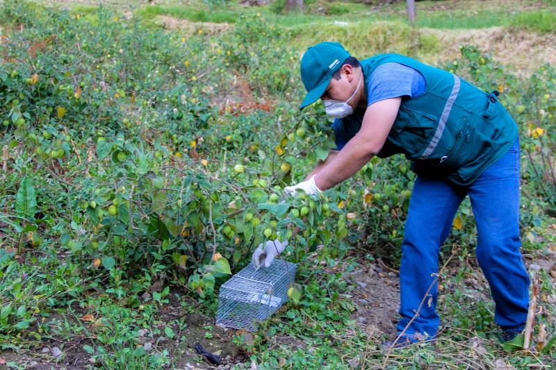 Senasa controló 1.116 hectáreas con presencia de roedores en 2018