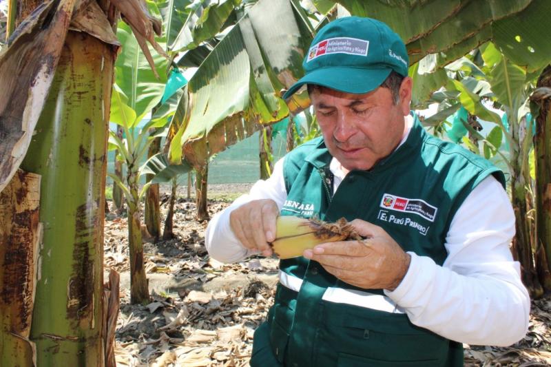 Senasa ejecuta acciones para controlar presencia del Fusarium Raza 4 Tropical