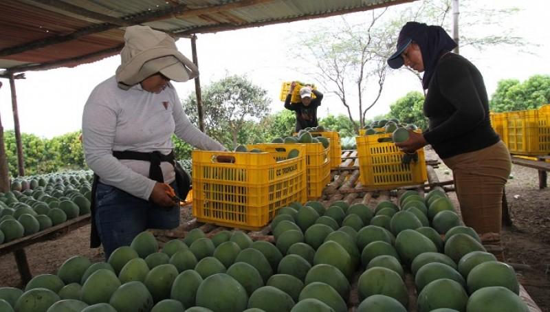 Senasa entregó más de mil certificados de lugar de producción de mango en Casma