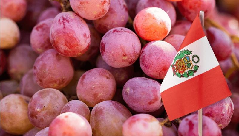 Senasa: Perú exportó 562.093 mil toneladas de uva de mesa en la campaña 2024/2025