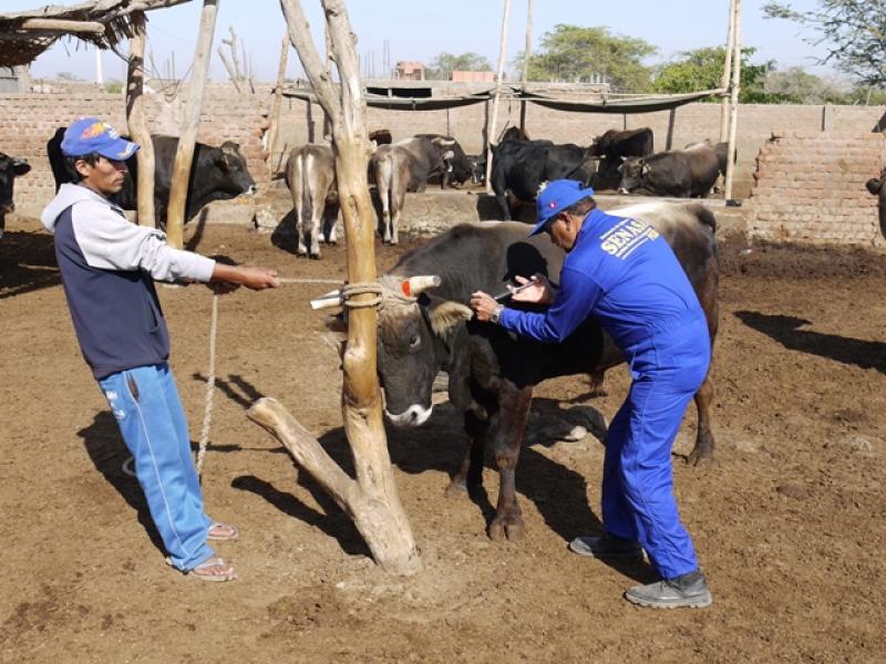 SENASA VACUNARÁ 5.200 ANIMALES COMO PROTECCIÓN ANTE FENÓMENO EL NIÑO