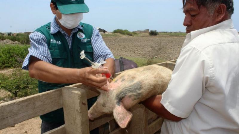 Senasa vacunó  a más de 150 mil cerdos contra peste porcina clásica en Lambayeque el 2017