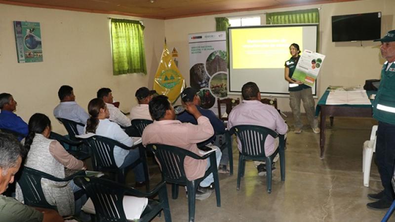 Serfor impulsa modelos de éxito para fortalecer la cadena productiva de la tara en el Perú