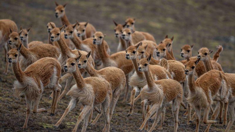 Serfor inició ayer el V Censo Nacional de Vicuñas 2025